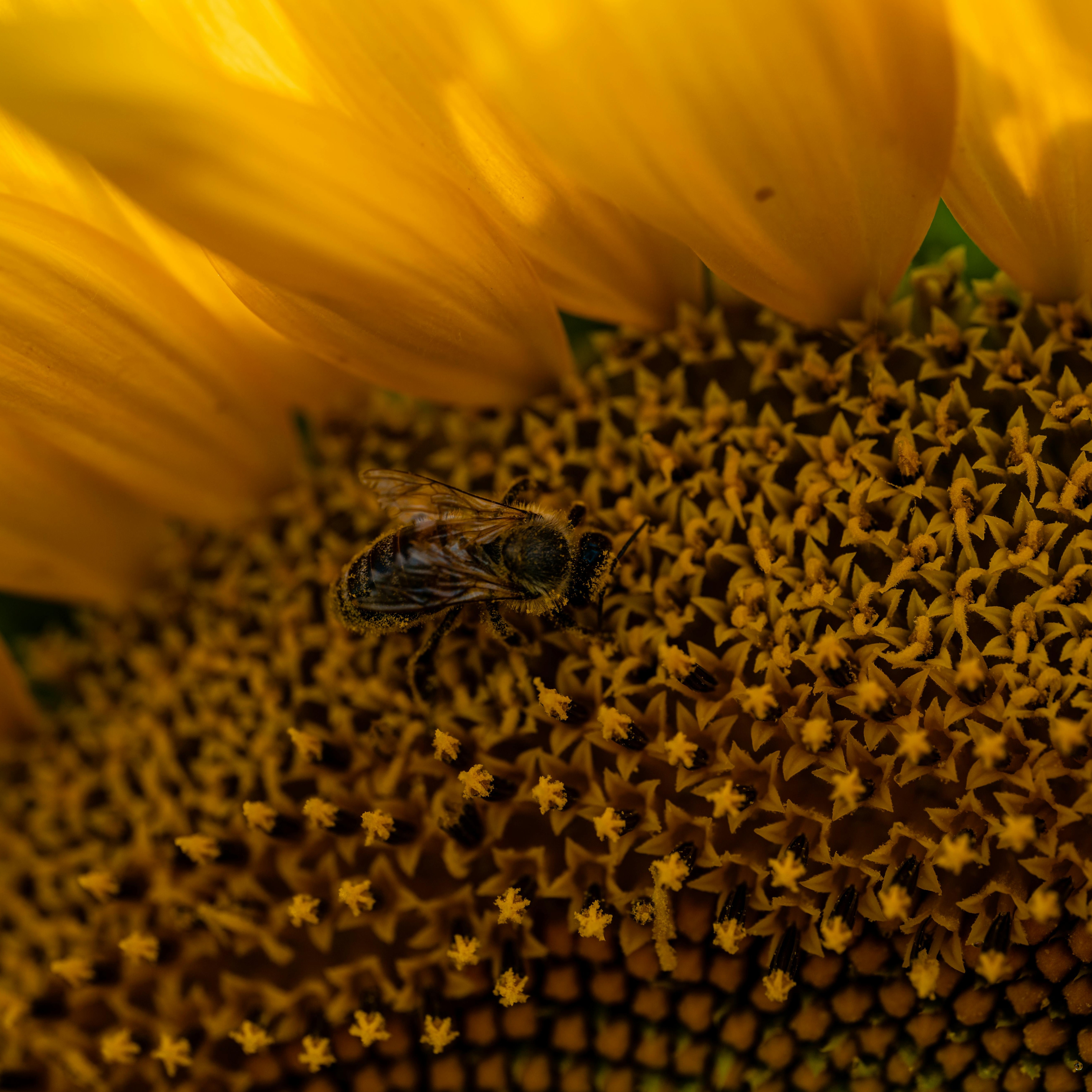 abeja girasol - copia