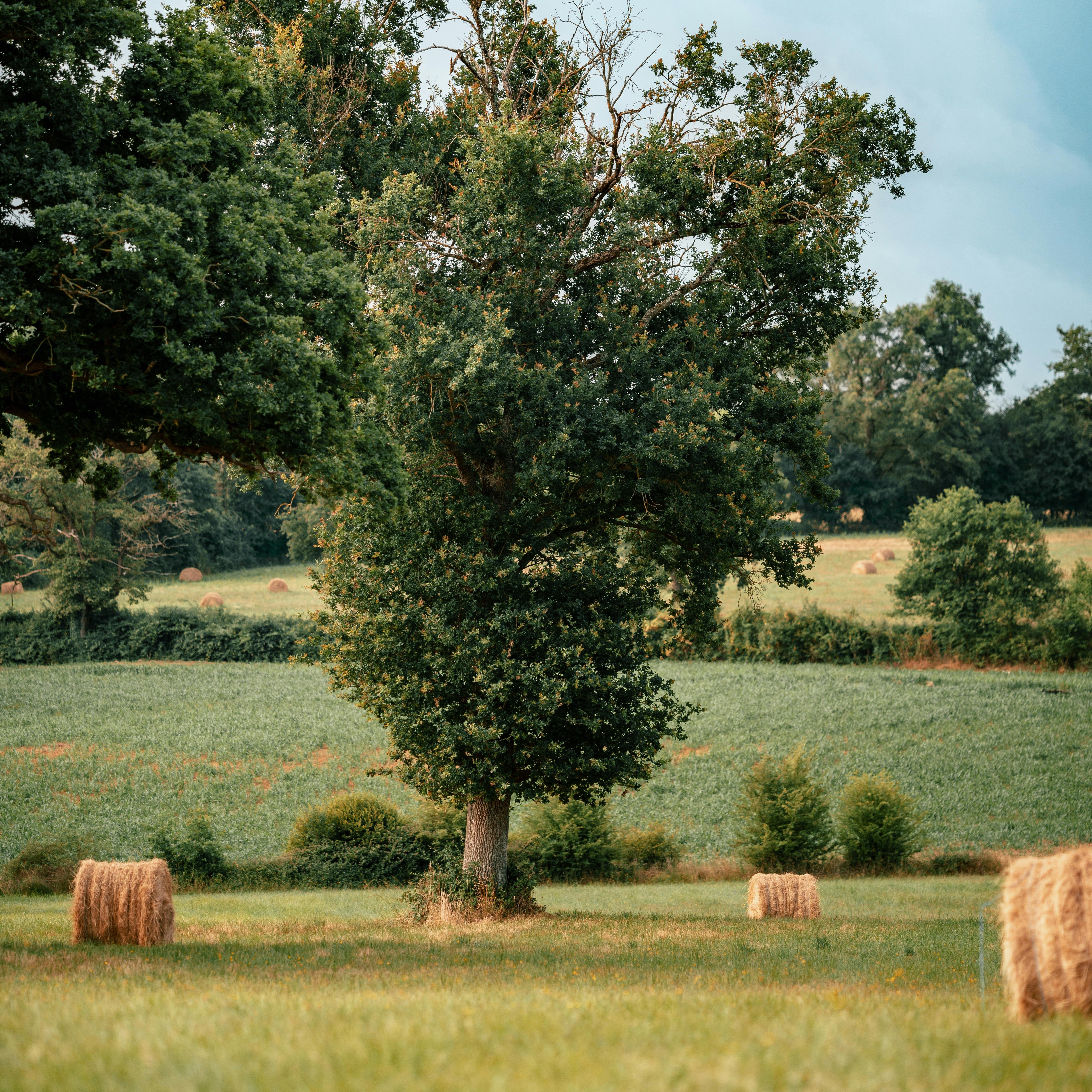arbol centrado - copia