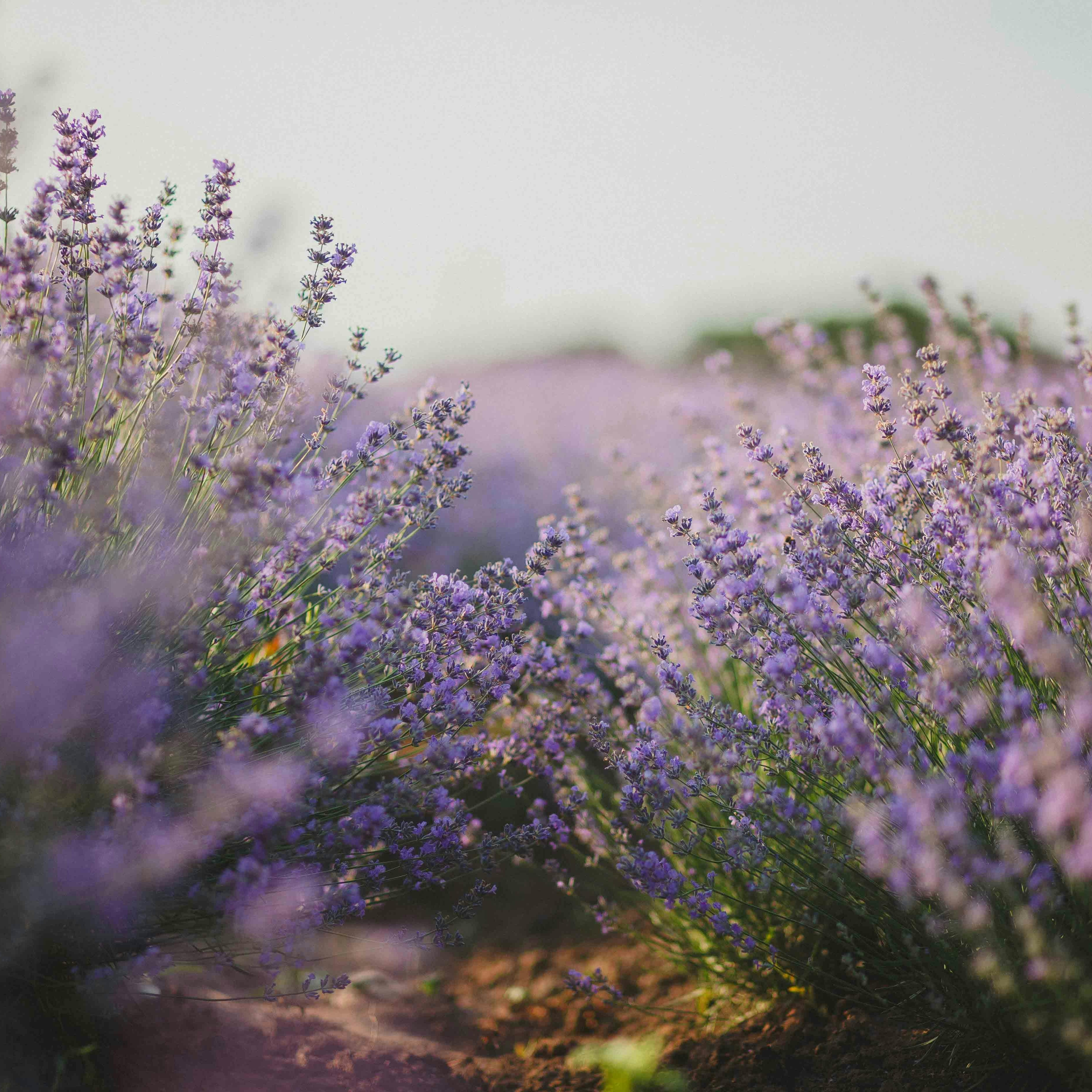 campo de lavanda - cuadrado