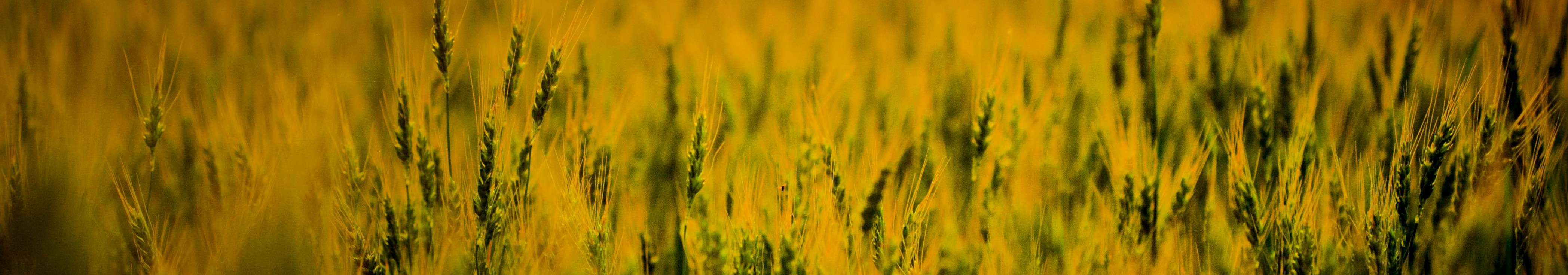 campo trigo sol anaranjado - cabecera