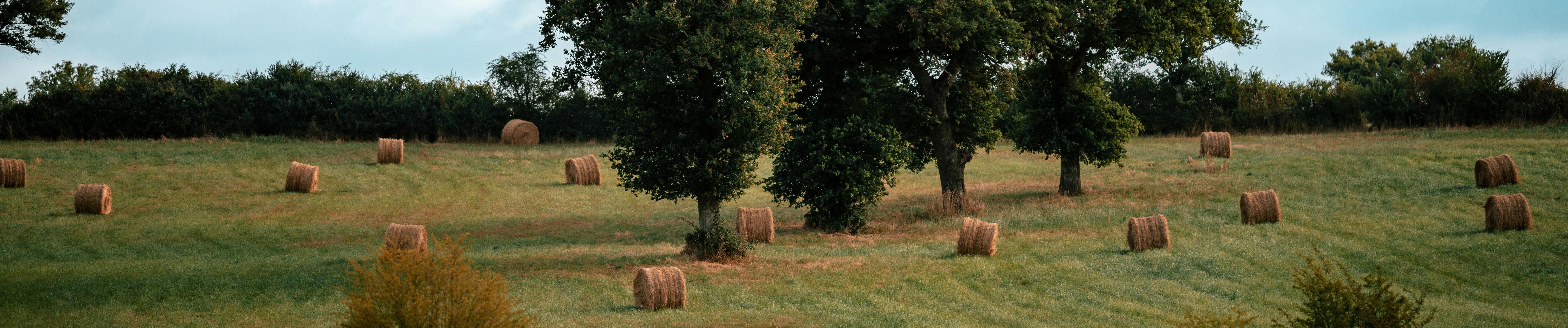 campo verde arboles cabecera
