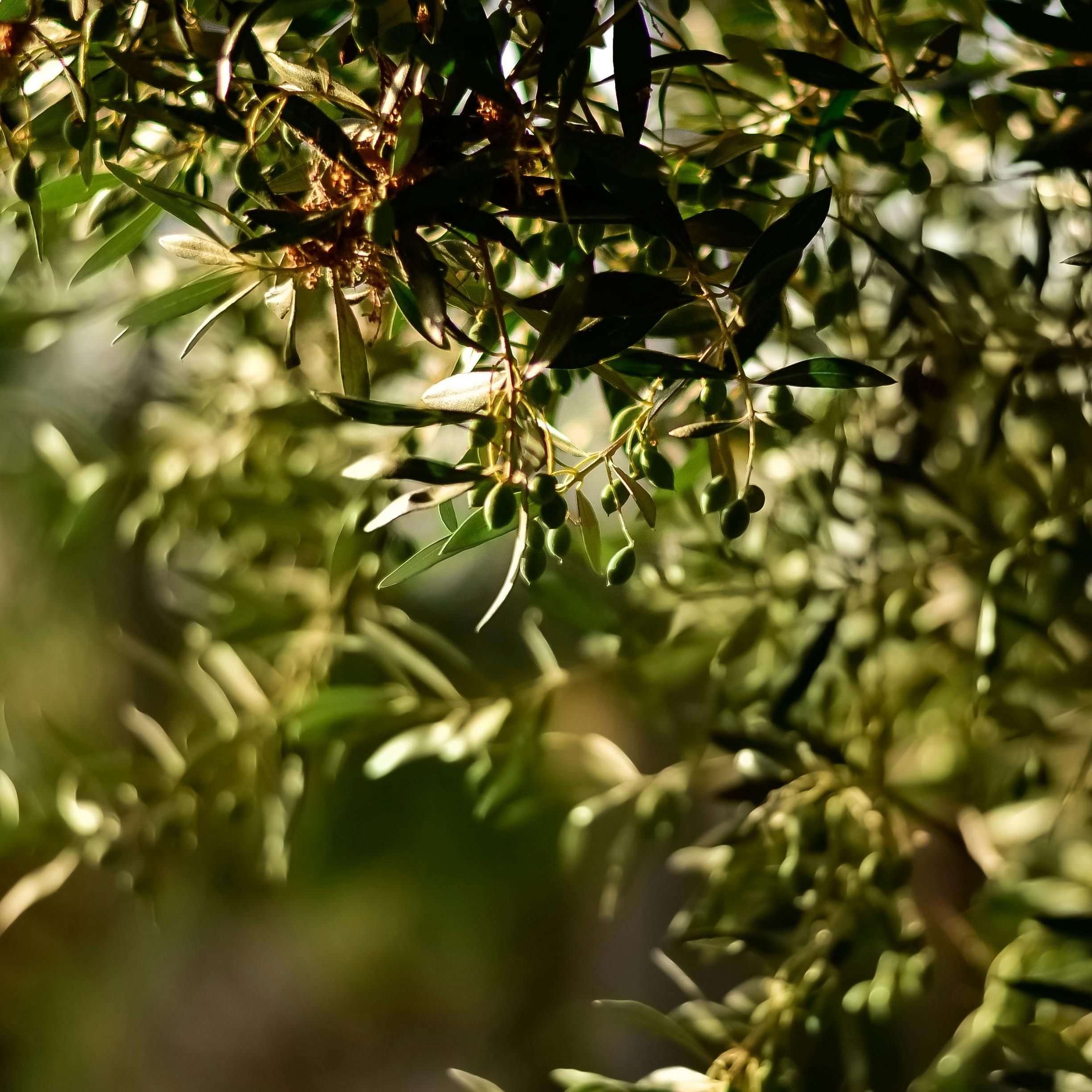 luz olivos hojas copia