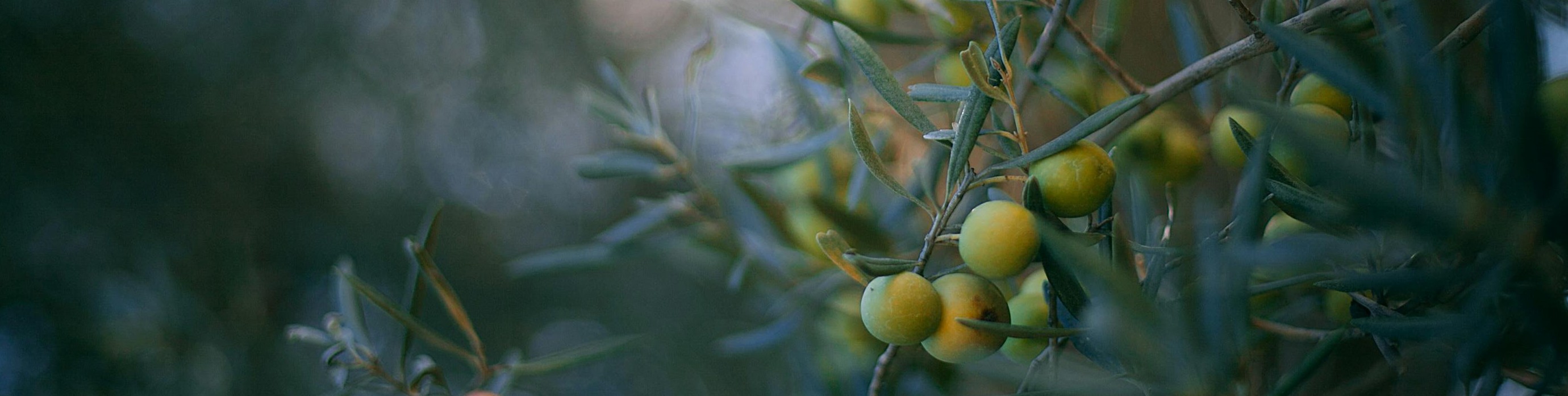olivo bokeh - cabecera