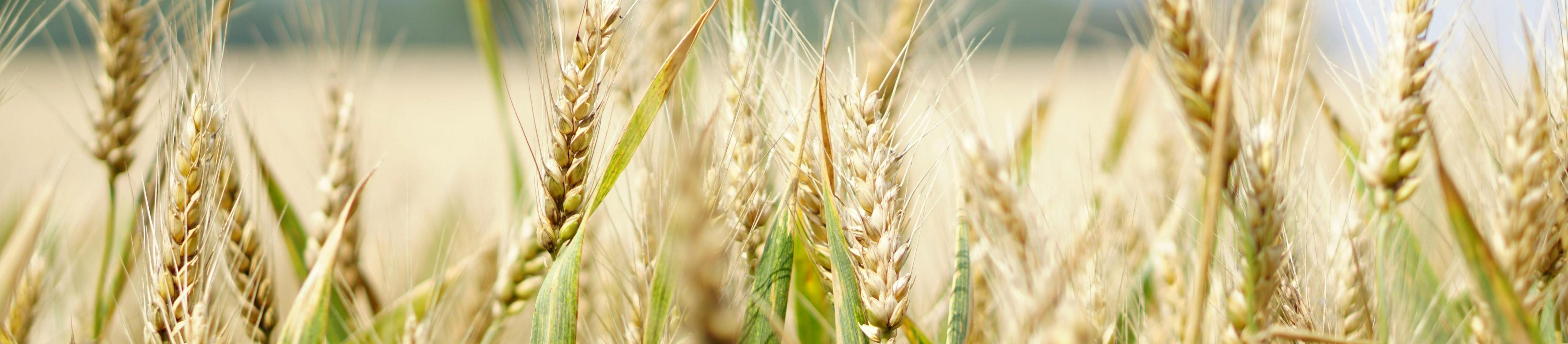 trigo verde cabecera