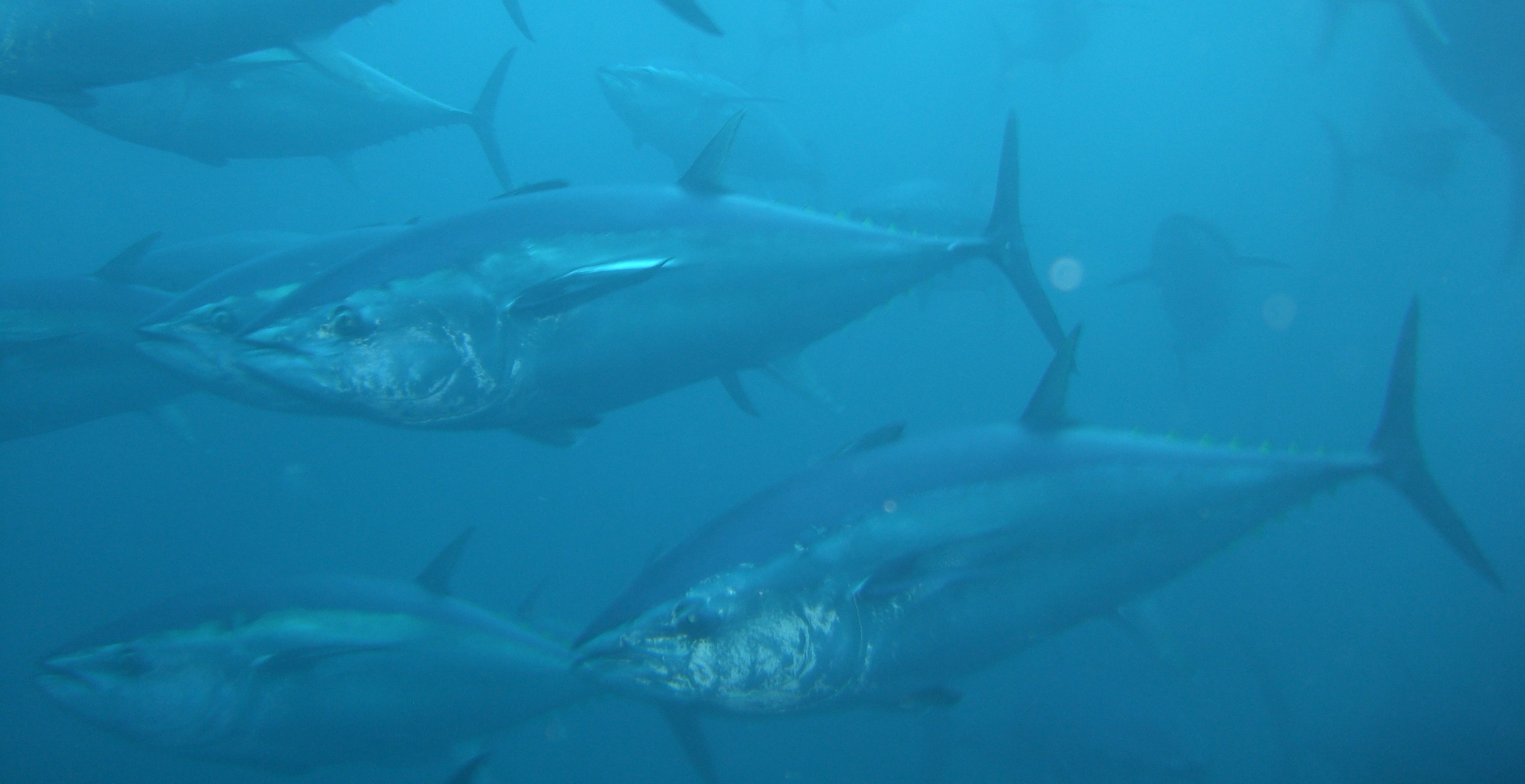 atun-rojo-para-medir