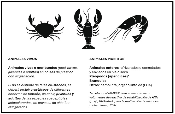 Muestras de elección para el diagnóstico de las enfermedades de los crustáceos