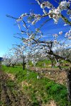 Almond trees in blossom
