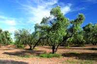 Olive trees
