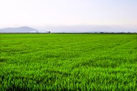 Rice fields
