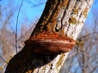 Tinder mushroom on poplar trunk
