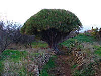 Drago (Dracaena draco), árbol característico de Canarias