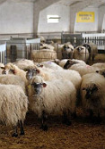 Explotación de ovino en Madrid