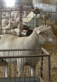 Explotación de ovino en Badajoz