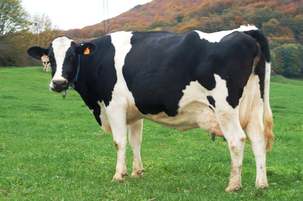 Como introducir leche de vaca