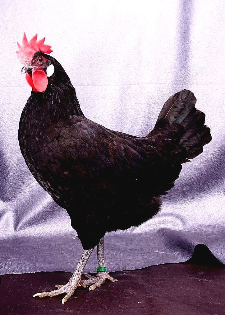 Gallina Castellana Negra