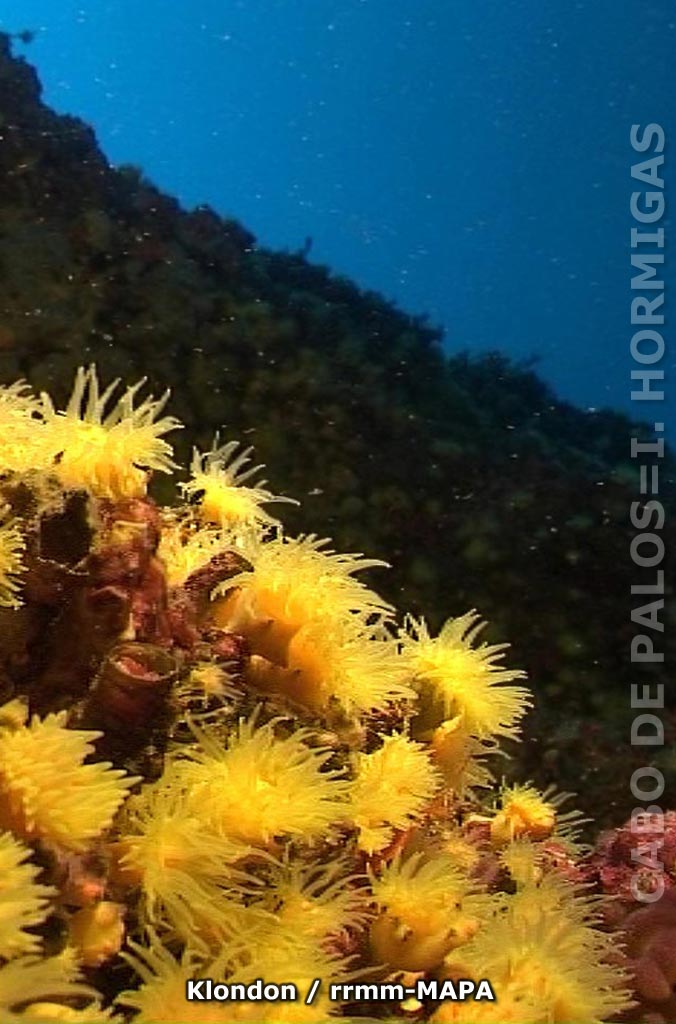 Autor: Klondon Titulo: Coral anaranjado (Astroides calycularis)