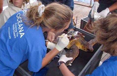Fotografía sobre el estudio de capturas accidentales de tortugas marinas