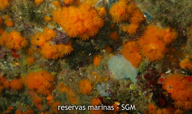 Autor: Antonio Frías Titulo: Coral anaranjado (Astroides calycularis) 
