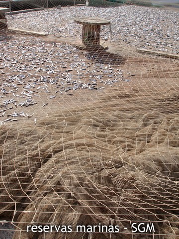 Autor: Guillermo Sanz Título: Jarea de secado de pescado