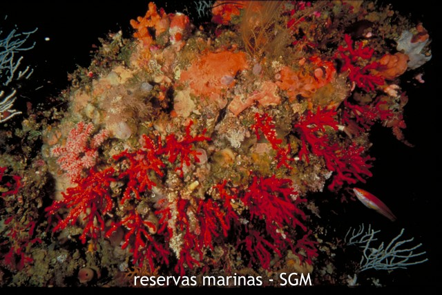 Autor: IEO Título: Coral rojo (Corallium rubrum)