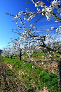 Almond trees in blossom
