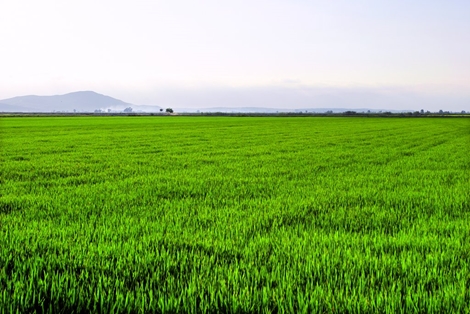 Rice fields
