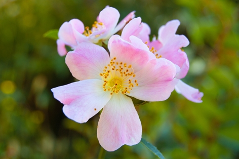 Detail of the zarzamora flower (Rubus ulmifolius) 