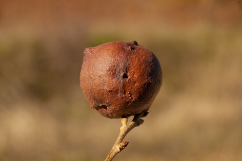 Close-up of oak gall (Cynips tozae)