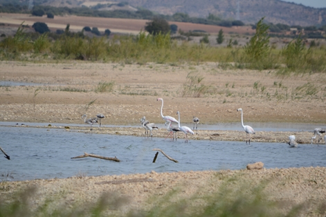 Flamingos resting on the Alarcón reservoir