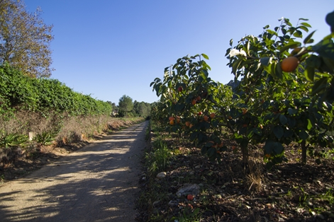 Fruit orchards (mangoes) on the sides of the road