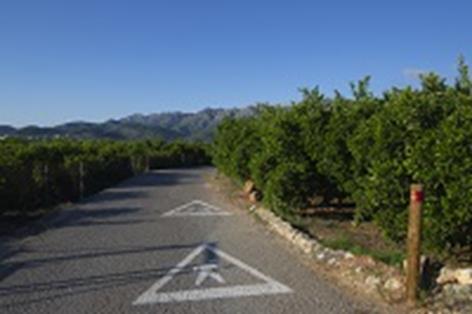 For much of the route, the trail runs among citrus groves