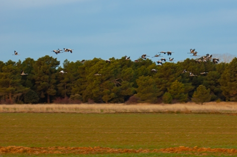Flock of cranes (Grus grus) at the Herrada lagoon