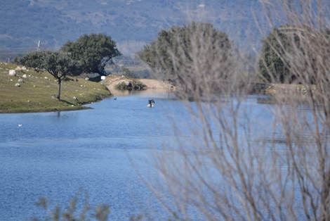 Waterbirds in the La Jarilla Reservoir