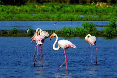 Flamingos
