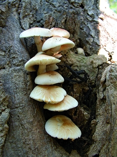 Poplar mushrooms
