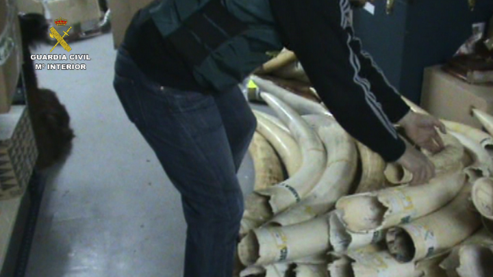 La Guardia Civil incauta 744 kilos de marfil que pretendía ser regularizado de forma fraudulenta