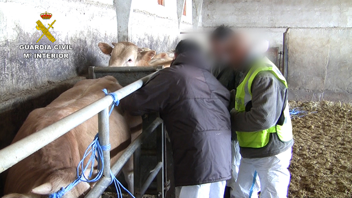La Guardia Civil detiene 14 personas por engorde ilegal ganado