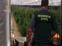 La Guardia Civil interviene 20.000 plantas de marihuana ocultas en dos invernaderos de una finca