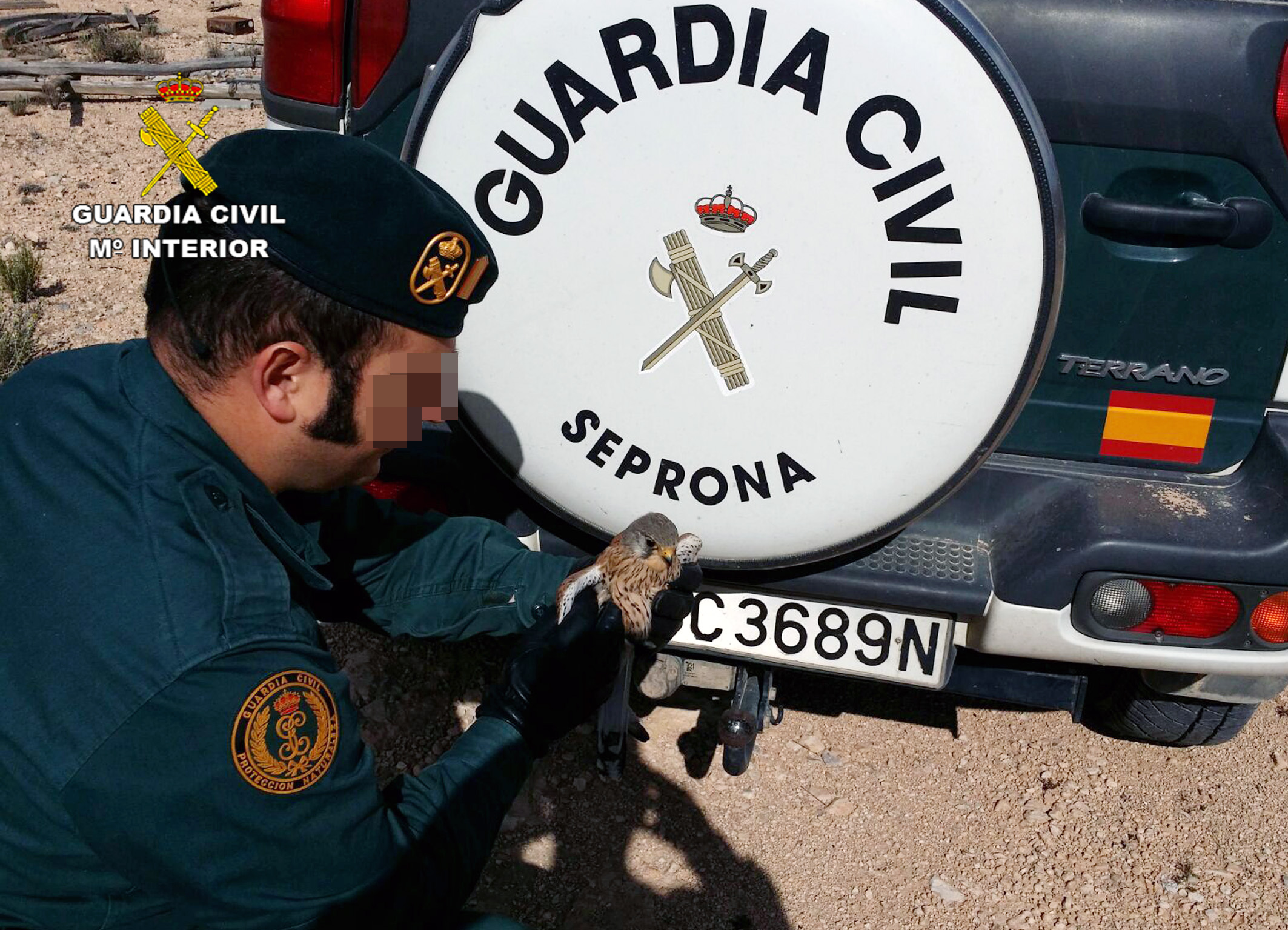La Guardia Civil recupera en Jumilla un ejemplar herido de cernícalo
