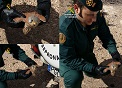 La Guardia Civil recupera un ejemplar herido de cernícalo