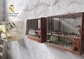 La Guardia Civil recupera una quincena de aves fringílidas en un domicilio de Murcia