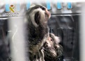 La Guardia Civil intercepta la venta de dos ejemplares de mono Titi (Callithrix jacchus),endémico de Brasil