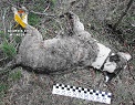 El animal presentaba una severa herida inciso-contusa en el cráneo, que sin duda fue determinante para perder la vida.