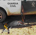 El cazador, utilizó cartucho de perdigón, munición no autorizada para la captura de especies catalogadas como de caza mayor y carecía de autorización del coto para la caza de la especie. 