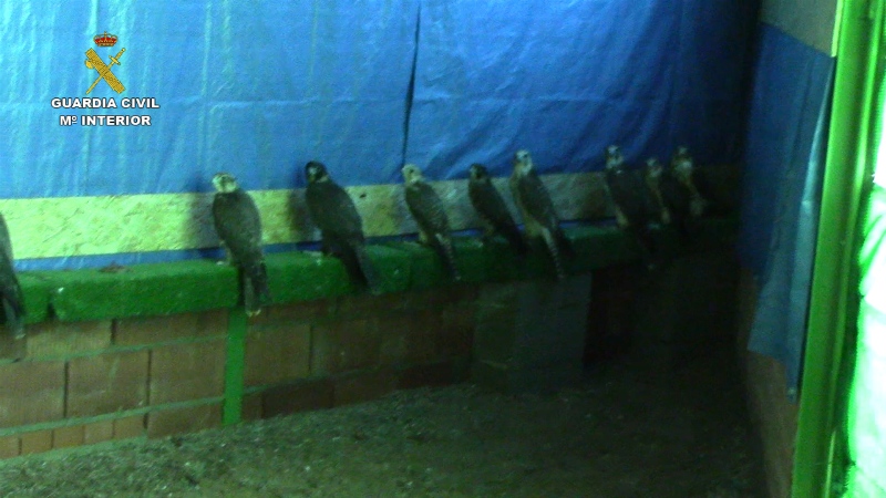 La Guardia Civil desarticula una red criminal dedicada al tráfico ilegal de halcones