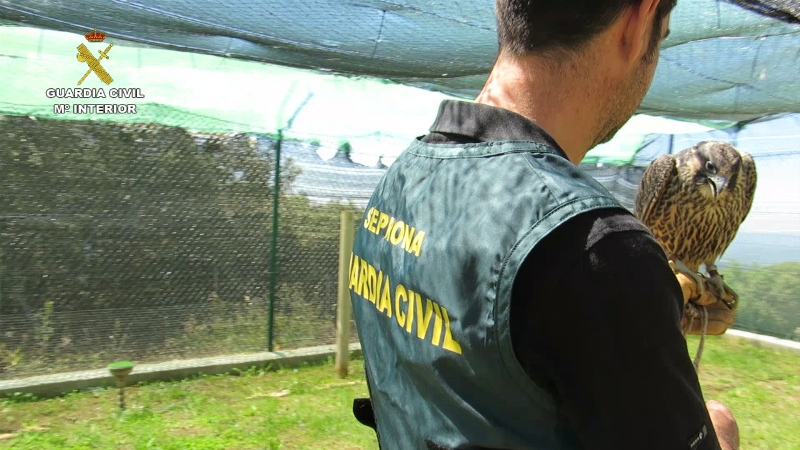La Guardia Civil desarticula una red criminal dedicada al tráfico ilegal de halcones