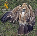 La Guardia Civil investiga a una persona por delito contra la fauna, tras el hallazgo de un águila imperial envenenada.