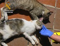 El SEPRONA investiga a una persona por supuesto envenenamiento de gatos 