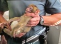 2015/08/28 img pequena El Seprona de la Guardia Civil decomisó una cría de mono transportado clandestinamente en un vehículo procedente del norte de África