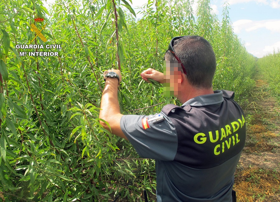 La Guardia Civil esclarece las irregularidades en una producción de variedades de almendro protegidas
